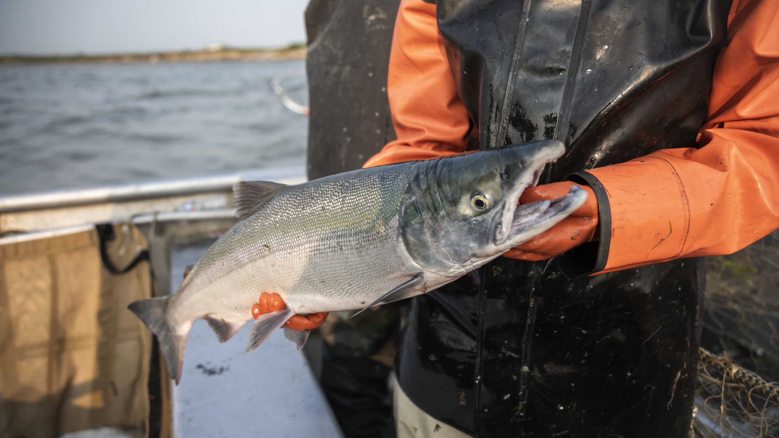 Alaska salmon - MSC Fisheries