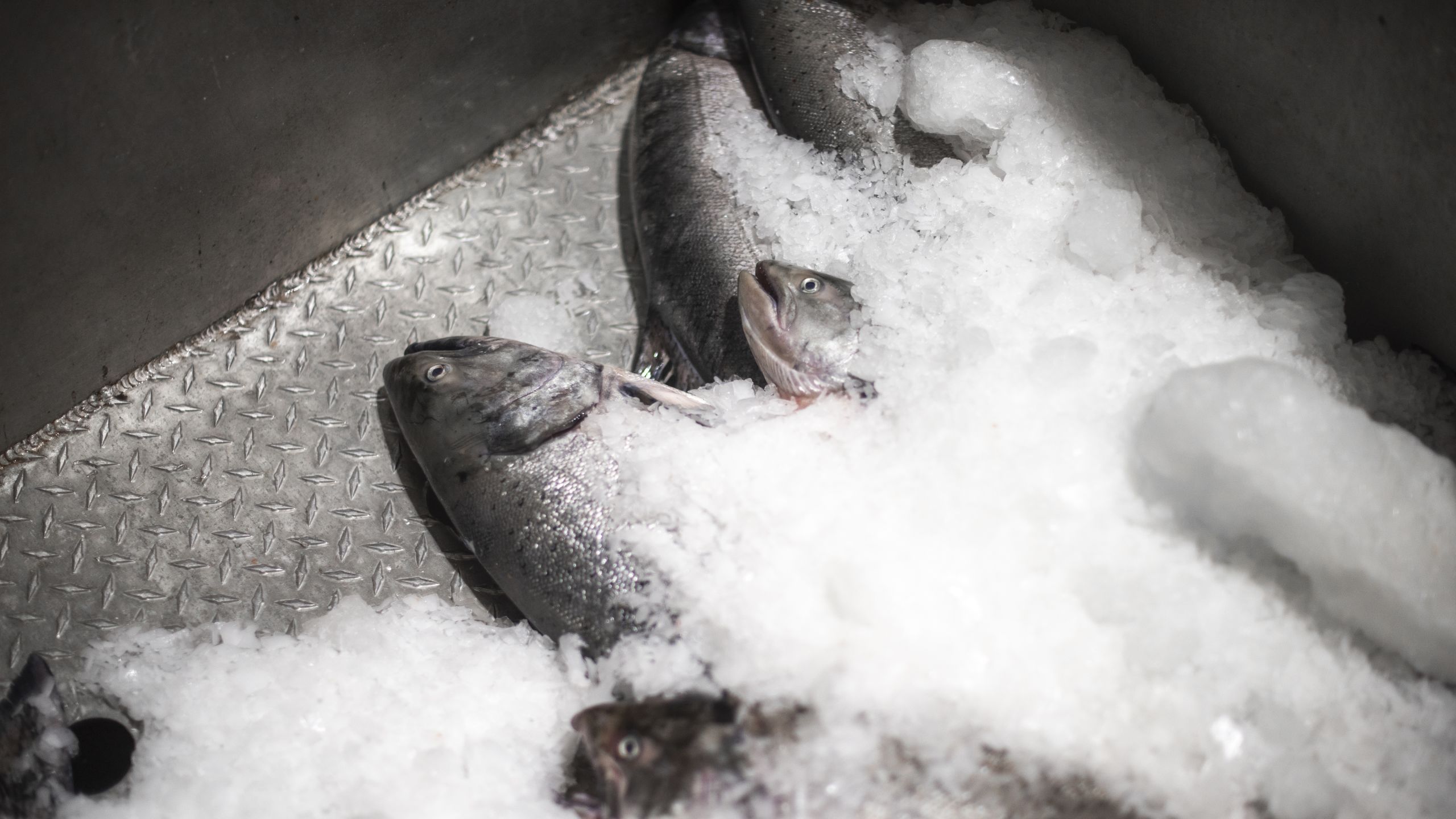 freshly caught salmon on ice